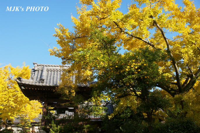 ichijyoji2736.jpg