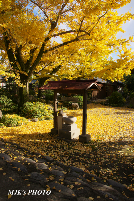ichijyoji2742.jpg