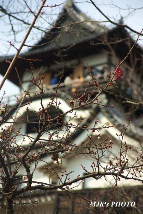 inuyama1167.jpg
