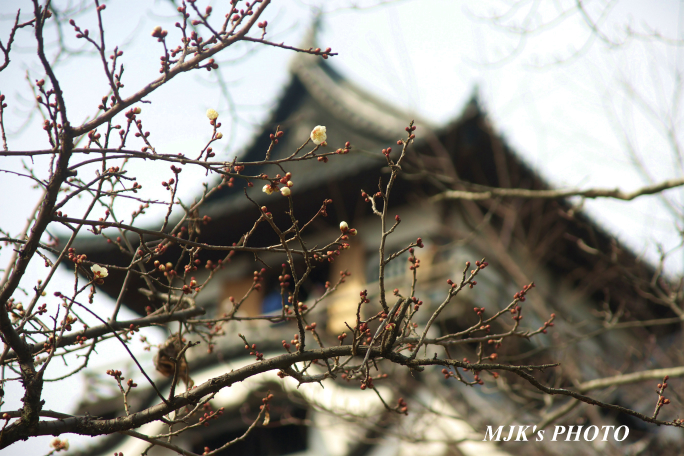 inuyama1168.jpg