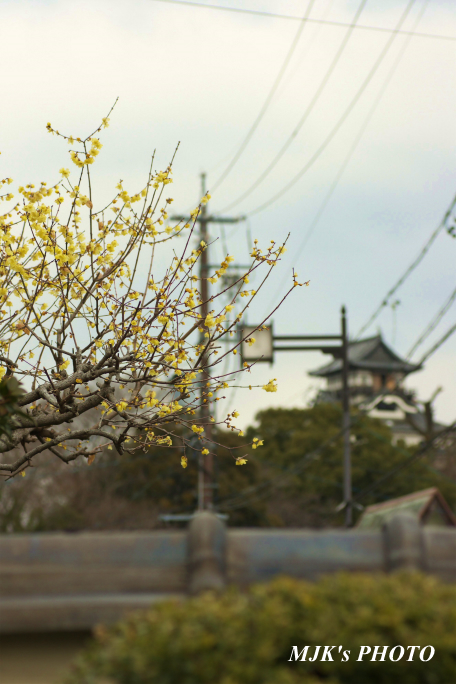 inuyama1170.jpg