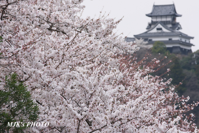 inuyama3011.jpg