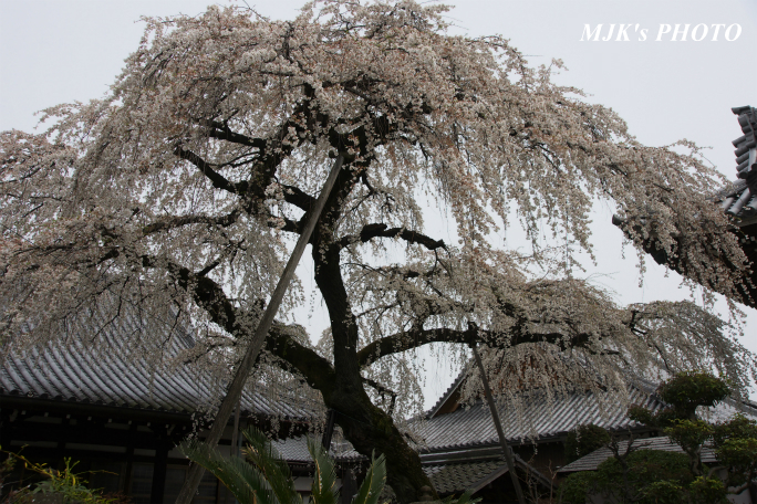 inuyama3021.jpg