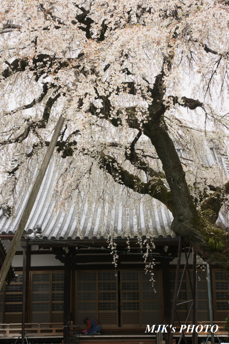 inuyama3022.jpg