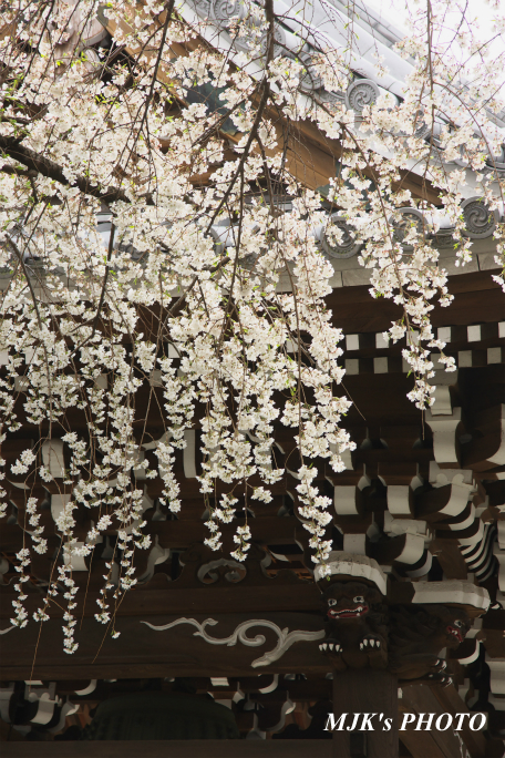 inuyama3024.jpg