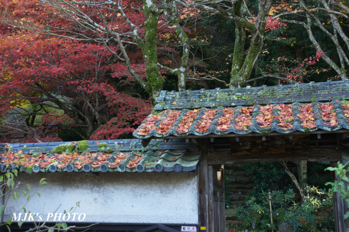 kongourinji2759.jpg