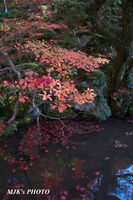 kongourinji2762.jpg