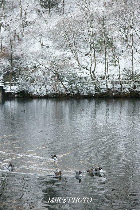 matsuoike00235.jpg