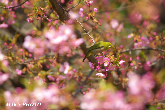 mejiro1250.jpg