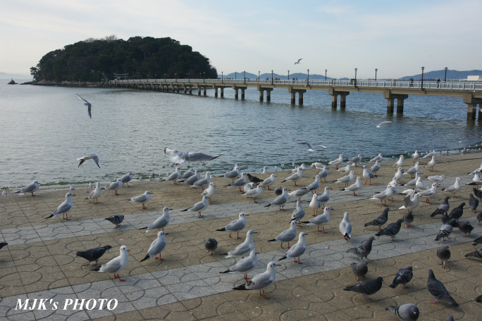 mikawawan2855.jpg