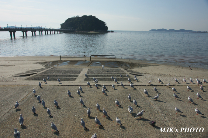 mikawawan2859.jpg