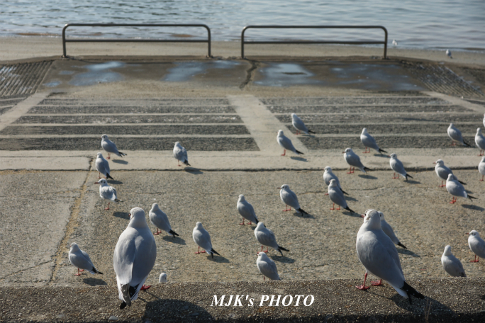 mikawawan2860.jpg