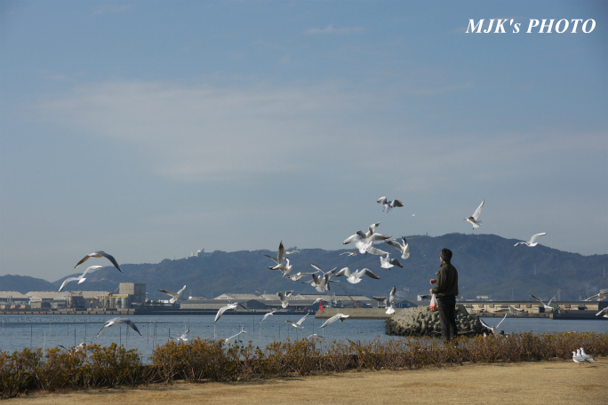 mikawawan2861.jpg