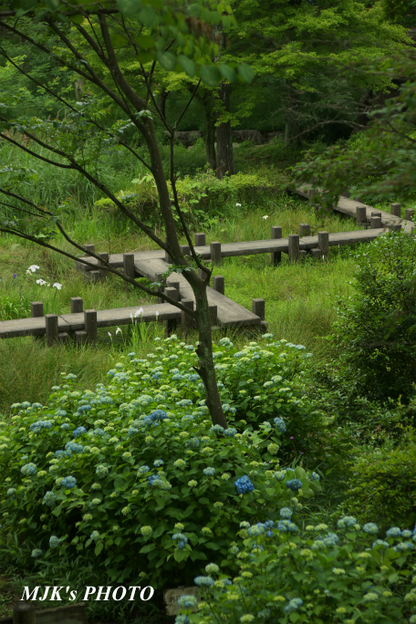 mitakenomori2353.jpg