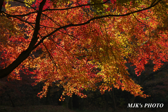 momiji3721.jpg