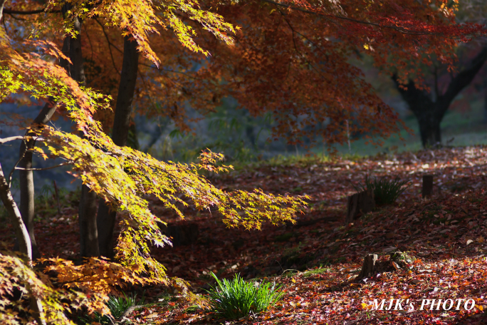 momiji3722.jpg