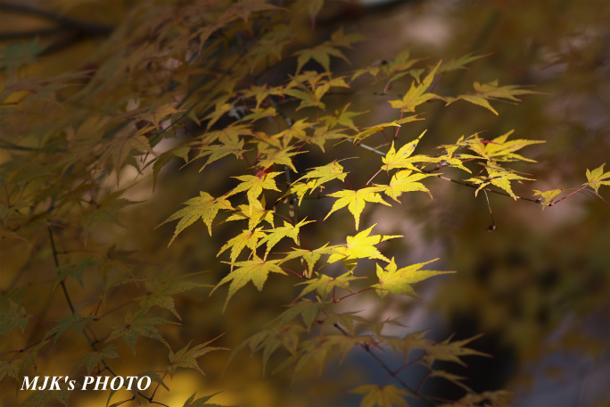 momiji3723.jpg