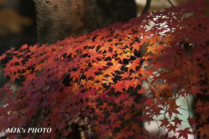 momiji3724.jpg