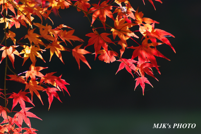 momiji3725.jpg