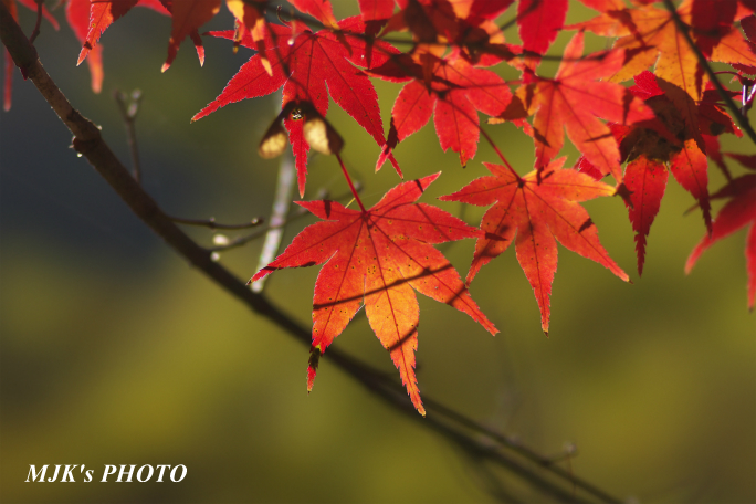 momiji3726.jpg