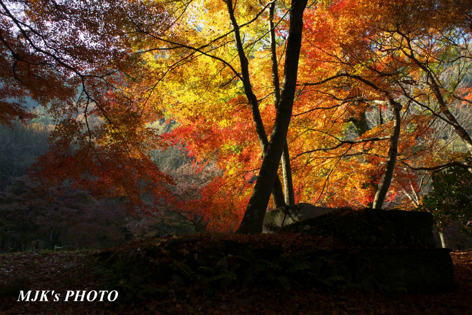momiji3728.jpg