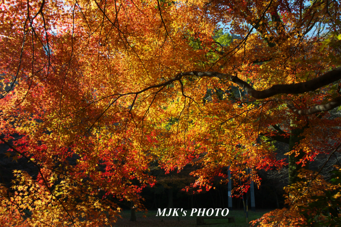 momiji3729.jpg