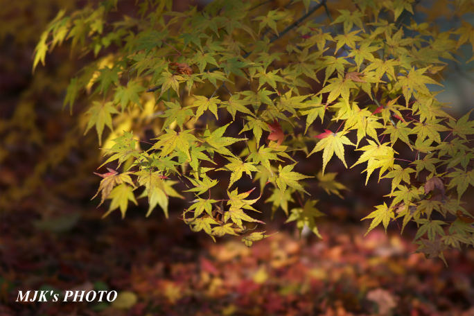 momiji3730.jpg