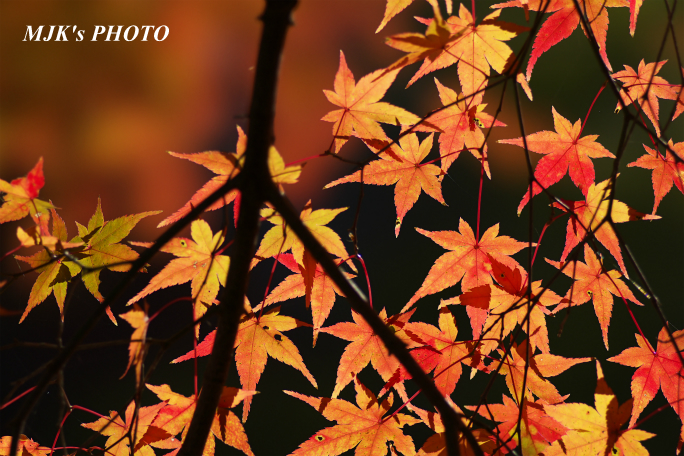 momiji3731.jpg