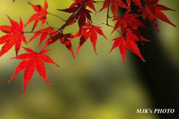 momiji3732.jpg