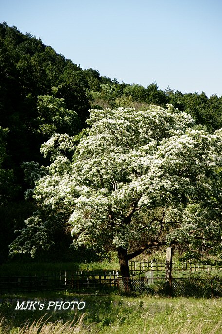 nanja00496.jpg