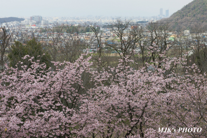 ozakisakura2133.jpg