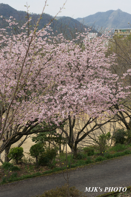 ozakisakura2134.jpg
