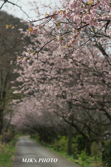 ozakisakura2135.jpg