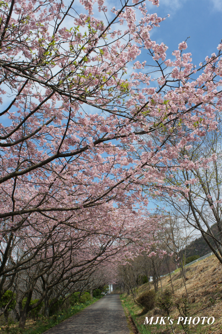 ozakisakura2137.jpg