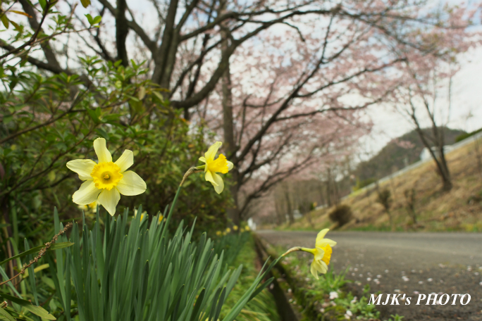 ozakisakura2138.jpg