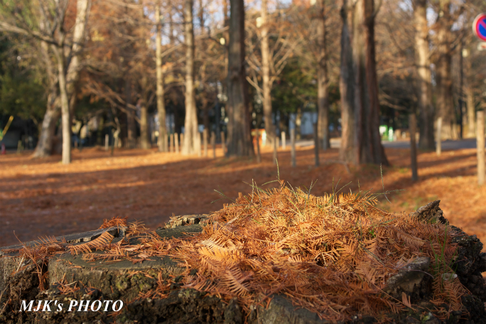 park2805.jpg