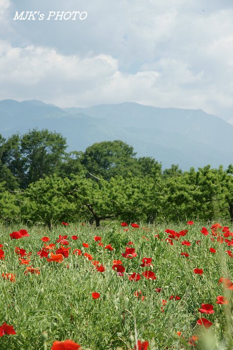 poppy00544.jpg