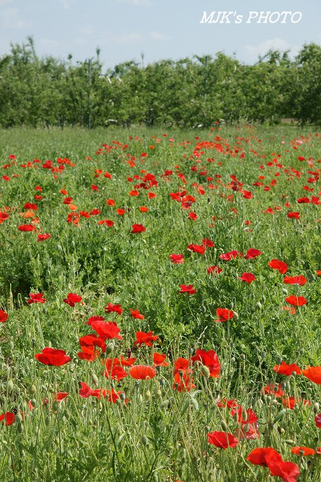 poppy00545.jpg