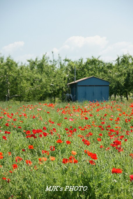 poppy00546.jpg