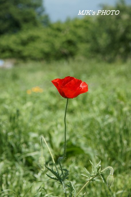 poppy00547.jpg