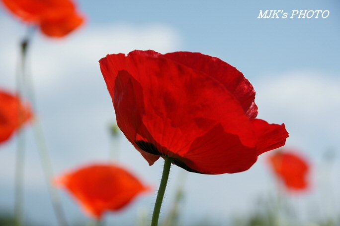 poppy00548.jpg
