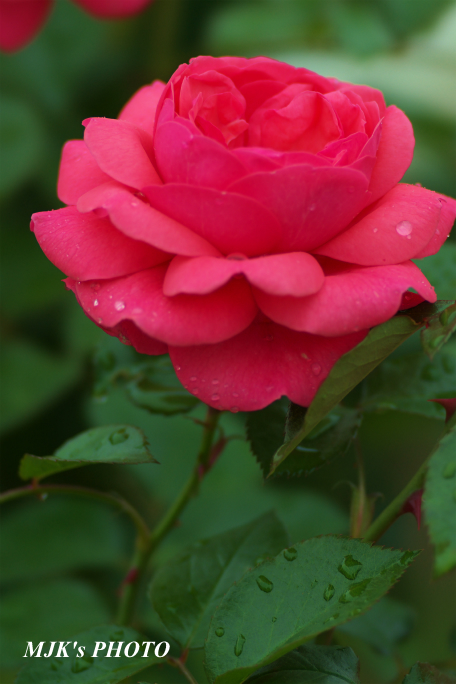 rose1438.jpg