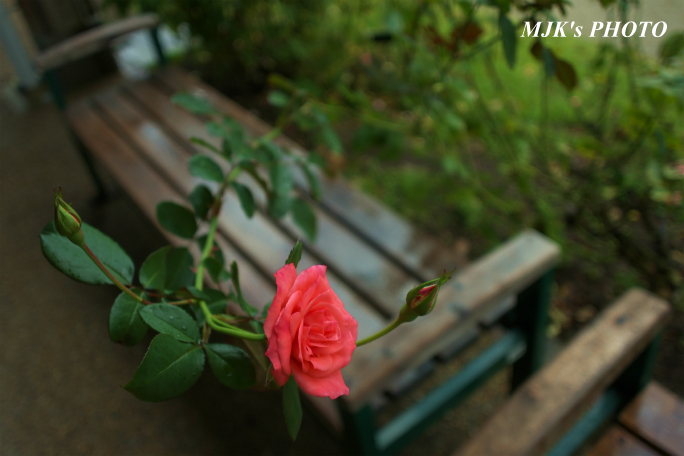 rose1767.jpg