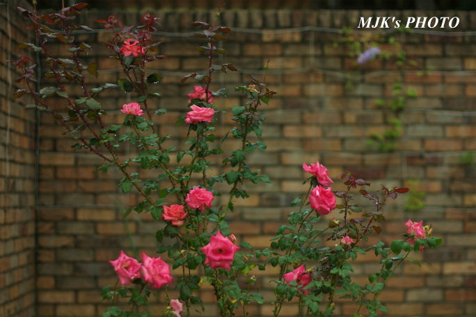 rose1768.jpg