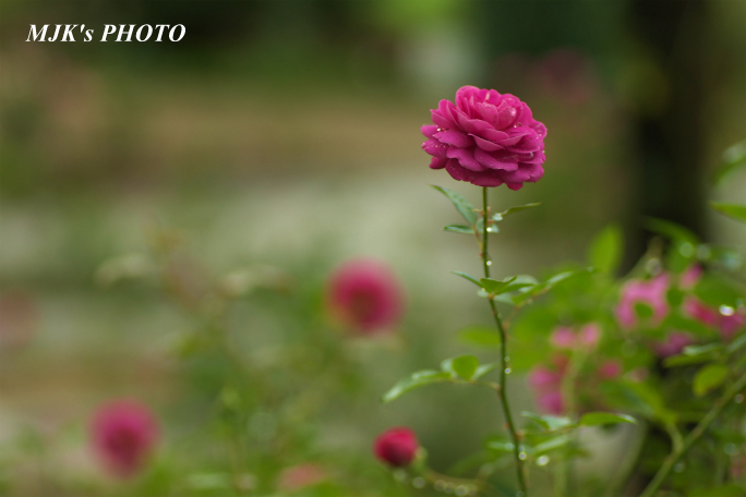 rose1769.jpg