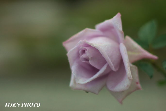 rose1771.jpg