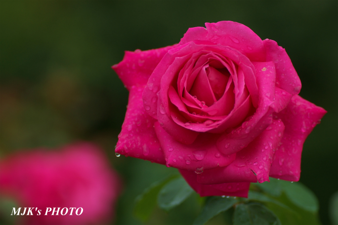 rose1772.jpg
