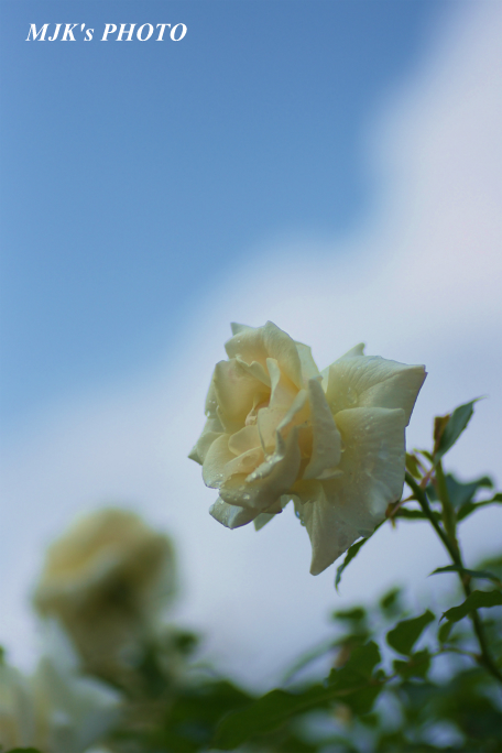 rose1773.jpg