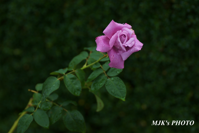 rose1774.jpg