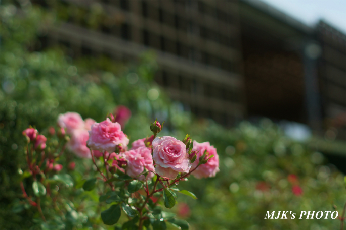 rose1775.jpg